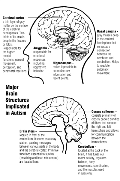 Major Brain Structure Implicated in Autism