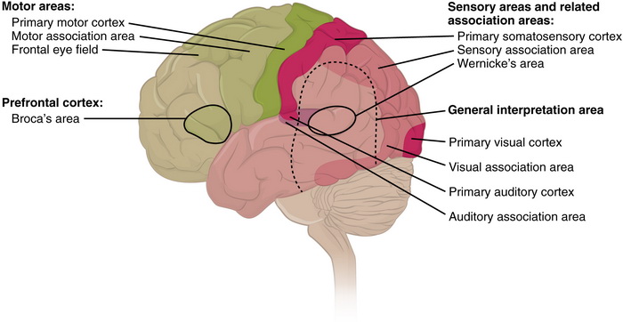 The Human Brain