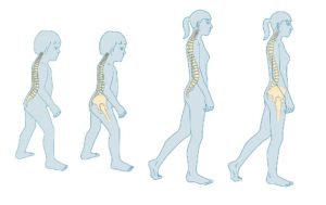 What is the Human Spine? | Howard Fensterman Charities