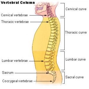What is the Human Spine? | Howard Fensterman Charities