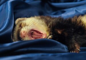 Photo of a ferret
